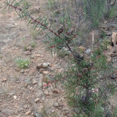 Hakea decurrens subsp. decurrens (Bushy Needlewood) at Mount Ainslie - 1 Jan 2024 by Berlge