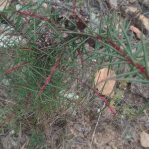 Hakea decurrens subsp. decurrens at Mount Ainslie - 1 Jan 2024