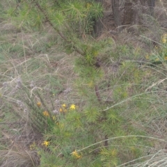 Hakea decurrens subsp. decurrens (Bushy Needlewood) at Mount Ainslie - 1 Jan 2024 by Berlge