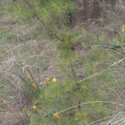 Hakea decurrens subsp. decurrens (Bushy Needlewood) at Mount Ainslie - 1 Jan 2024 by Berlge