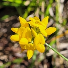 Lotus uliginosus (Birds-foot Trefoil) at Gooram, VIC - 1 Jan 2024 by trevorpreston