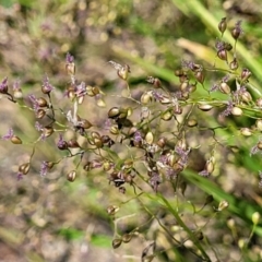 Isachne globosa (Swamp Millet) at Gooram, VIC - 31 Dec 2023 by trevorpreston