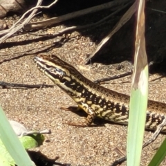 Unidentified Skink at Gooram, VIC - 31 Dec 2023 by trevorpreston