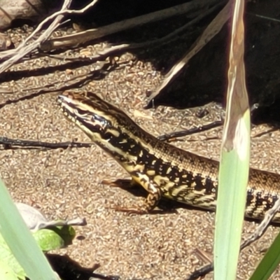 Eulamprus heatwolei (Yellow-bellied Water Skink) at Gooram, VIC - 1 Jan 2024 by trevorpreston