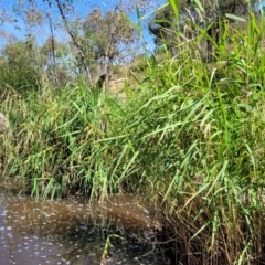 Phragmites australis (Common Reed) at Gooram, VIC - 1 Jan 2024 by trevorpreston