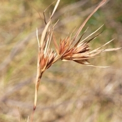 Themeda triandra (Kangaroo Grass) at Gooram, VIC - 31 Dec 2023 by trevorpreston