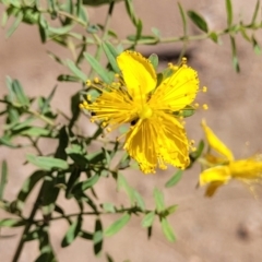 Hypericum perforatum (St John's Wort) at Gooram, VIC - 31 Dec 2023 by trevorpreston