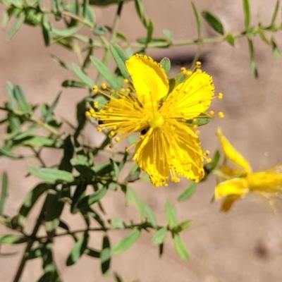 Hypericum perforatum (St John's Wort) at Gooram, VIC - 1 Jan 2024 by trevorpreston