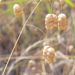 Briza maxima (Quaking Grass, Blowfly Grass) at Gooram, VIC - 31 Dec 2023 by trevorpreston