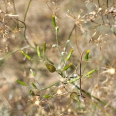 Senecio quadridentatus (Cotton Fireweed) at Gooram, VIC - 31 Dec 2023 by trevorpreston