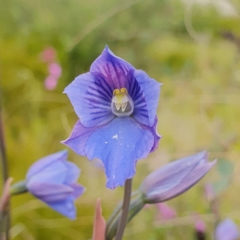 Thelymitra cyanea (Veined Sun Orchid) at Cotter River, ACT - 29 Dec 2023 by shoko