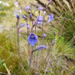 Thelymitra cyanea at Namadgi National Park - suppressed