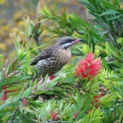 Acanthagenys rufogularis (Spiny-cheeked Honeyeater) at Tidbinbilla Nature Reserve - 1 Jan 2024 by Numbat