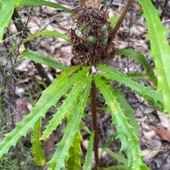 Banksia canei (Mountain Banksia) at Numeralla, NSW - 31 Dec 2023 by SteveBorkowskis