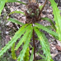 Banksia canei (Mountain Banksia) at Numeralla, NSW - 30 Dec 2023 by SteveBorkowskis