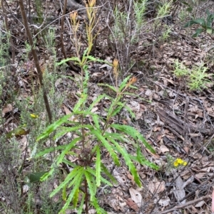 Banksia canei at Numeralla, NSW - 31 Dec 2023