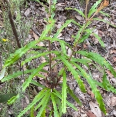 Banksia canei at Numeralla, NSW - 31 Dec 2023