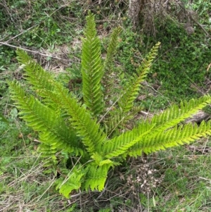 Polystichum proliferum at Numeralla, NSW - 31 Dec 2023 10:02 AM