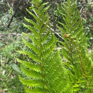 Polystichum proliferum at Numeralla, NSW - 31 Dec 2023 10:02 AM