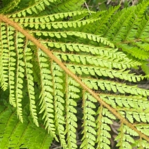 Polystichum proliferum at Numeralla, NSW - 31 Dec 2023 10:02 AM