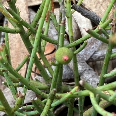 Choretrum pauciflorum (Dwarf Sour Bush) at Numeralla, NSW - 31 Dec 2023 by SteveBorkowskis