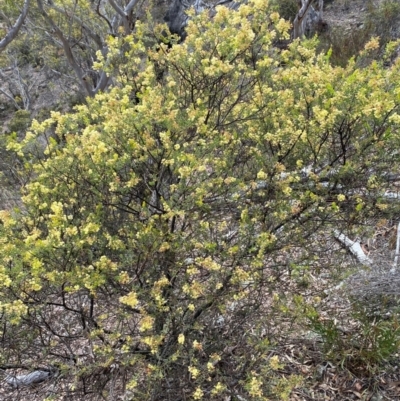 Acacia aureocrinita (A Wattle) at Numeralla, NSW - 31 Dec 2023 by SteveBorkowskis