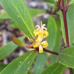 Persoonia silvatica (Forest Geebung) at Numeralla, NSW - 30 Dec 2023 by SteveBorkowskis