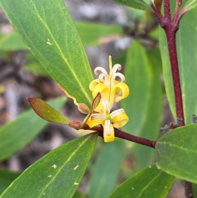 Persoonia silvatica (Forest Geebung) at Numeralla, NSW - 30 Dec 2023 by SteveBorkowskis