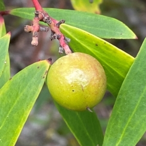 Persoonia silvatica at Numeralla, NSW - 31 Dec 2023