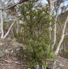 Persoonia silvatica at Numeralla, NSW - 31 Dec 2023