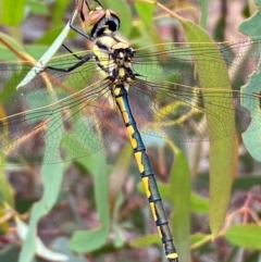Hemicordulia tau (Tau Emerald) at Numeralla, NSW - 31 Dec 2023 by SteveBorkowskis