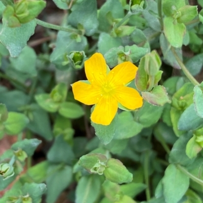 Hypericum gramineum (Small St Johns Wort) at Numeralla, NSW - 30 Dec 2023 by SteveBorkowskis