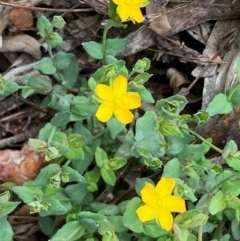 Hypericum gramineum at Numeralla, NSW - 31 Dec 2023