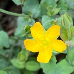 Hypericum gramineum at Numeralla, NSW - 31 Dec 2023