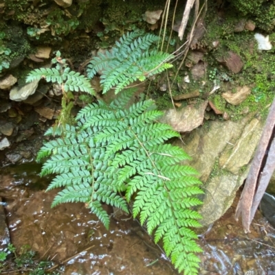 Polystichum proliferum (Mother Shield Fern) at Numeralla, NSW - 30 Dec 2023 by SteveBorkowskis