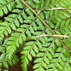 Polystichum proliferum at Numeralla, NSW - 31 Dec 2023 09:18 AM