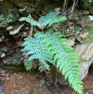 Polystichum proliferum at Numeralla, NSW - 31 Dec 2023 09:18 AM