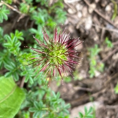 Acaena novae-zelandiae (Bidgee Widgee) at Numeralla, NSW - 31 Dec 2023 by SteveBorkowskis