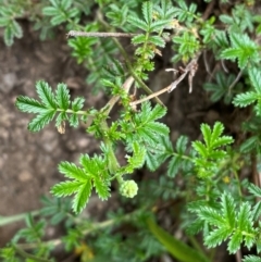 Acaena novae-zelandiae at Numeralla, NSW - 31 Dec 2023