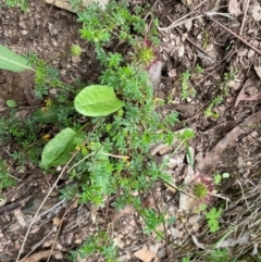 Acaena novae-zelandiae at Numeralla, NSW - 31 Dec 2023