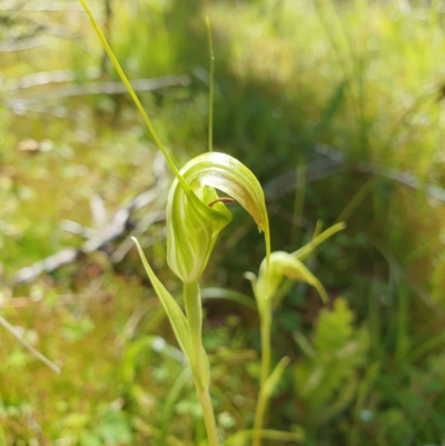 Diplodium decurvum (Summer greenhood) at Namadgi National Park - 30 Dec 2023 by shoko