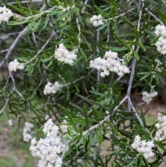 Ozothamnus conditus at Numeralla, NSW - 31 Dec 2023 09:15 AM