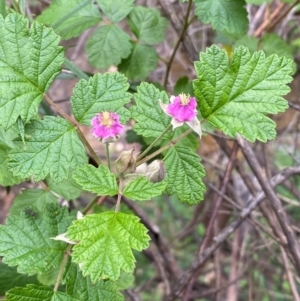 Rubus parvifolius at Numeralla, NSW - 31 Dec 2023