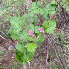 Rubus parvifolius at Numeralla, NSW - 31 Dec 2023