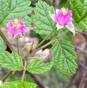 Rubus parvifolius at Numeralla, NSW - 31 Dec 2023