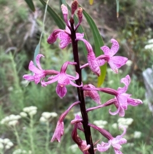 Dipodium roseum at Numeralla, NSW - suppressed