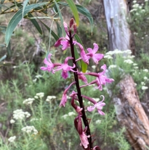 Dipodium roseum at Numeralla, NSW - suppressed