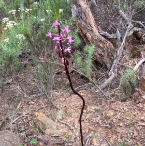 Dipodium roseum at Numeralla, NSW - suppressed