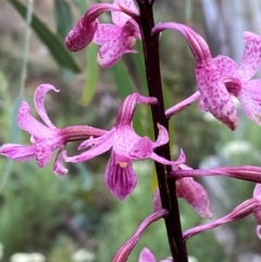 Dipodium roseum at Numeralla, NSW - 31 Dec 2023