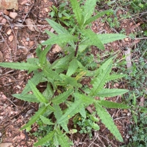 Senecio minimus at Numeralla, NSW - 31 Dec 2023 08:57 AM